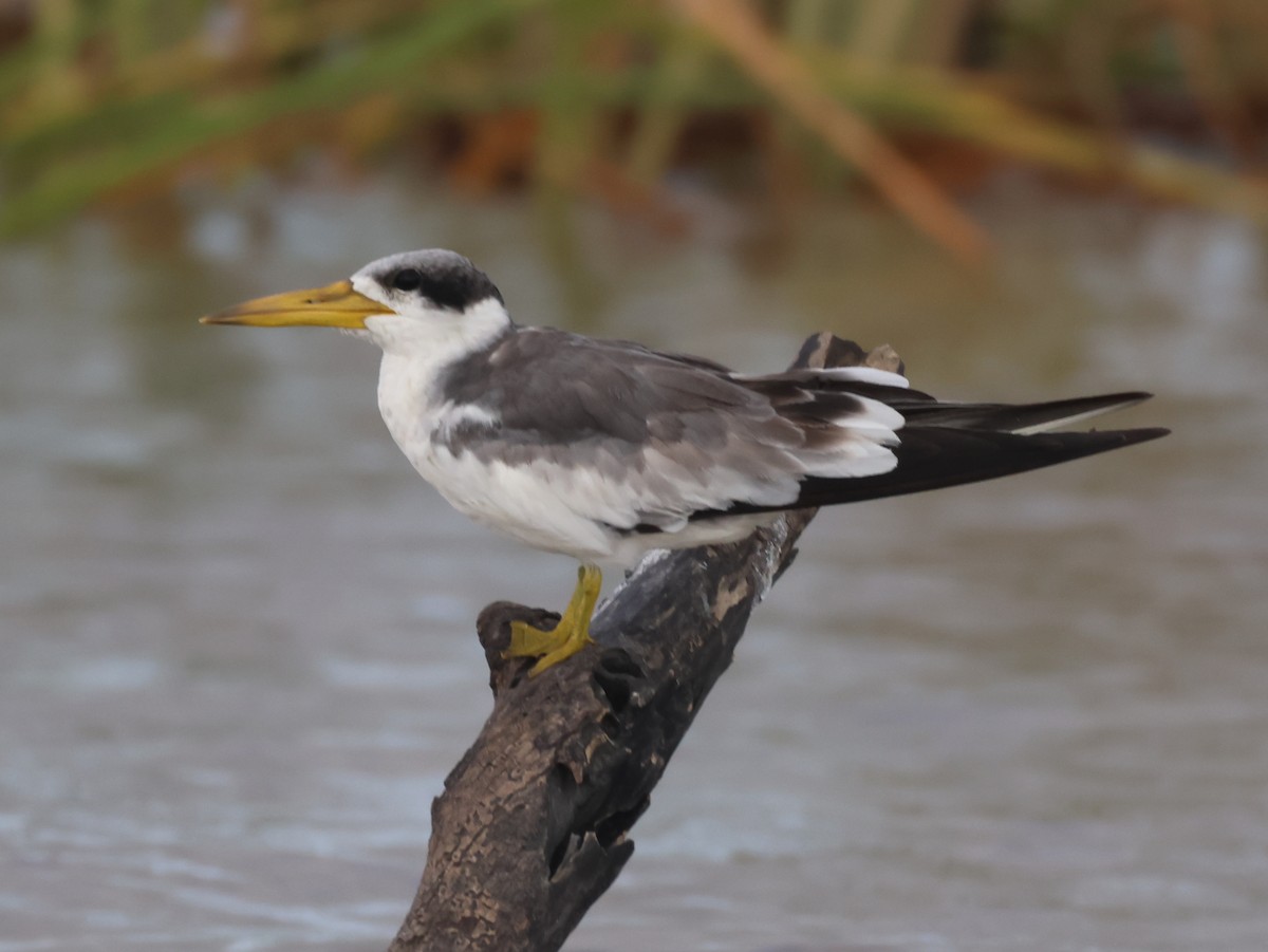 Large-billed Tern - ML624976363