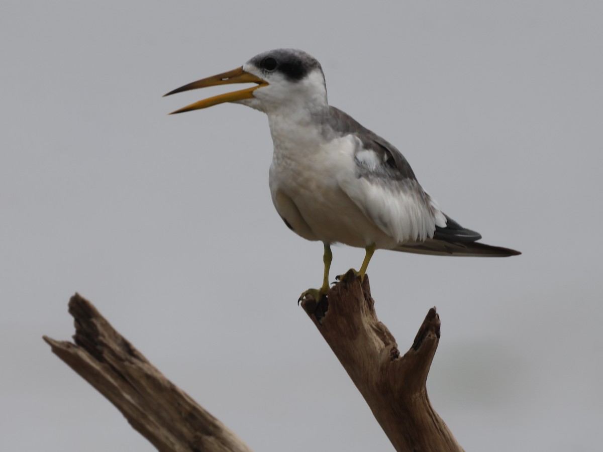 Large-billed Tern - ML624976364