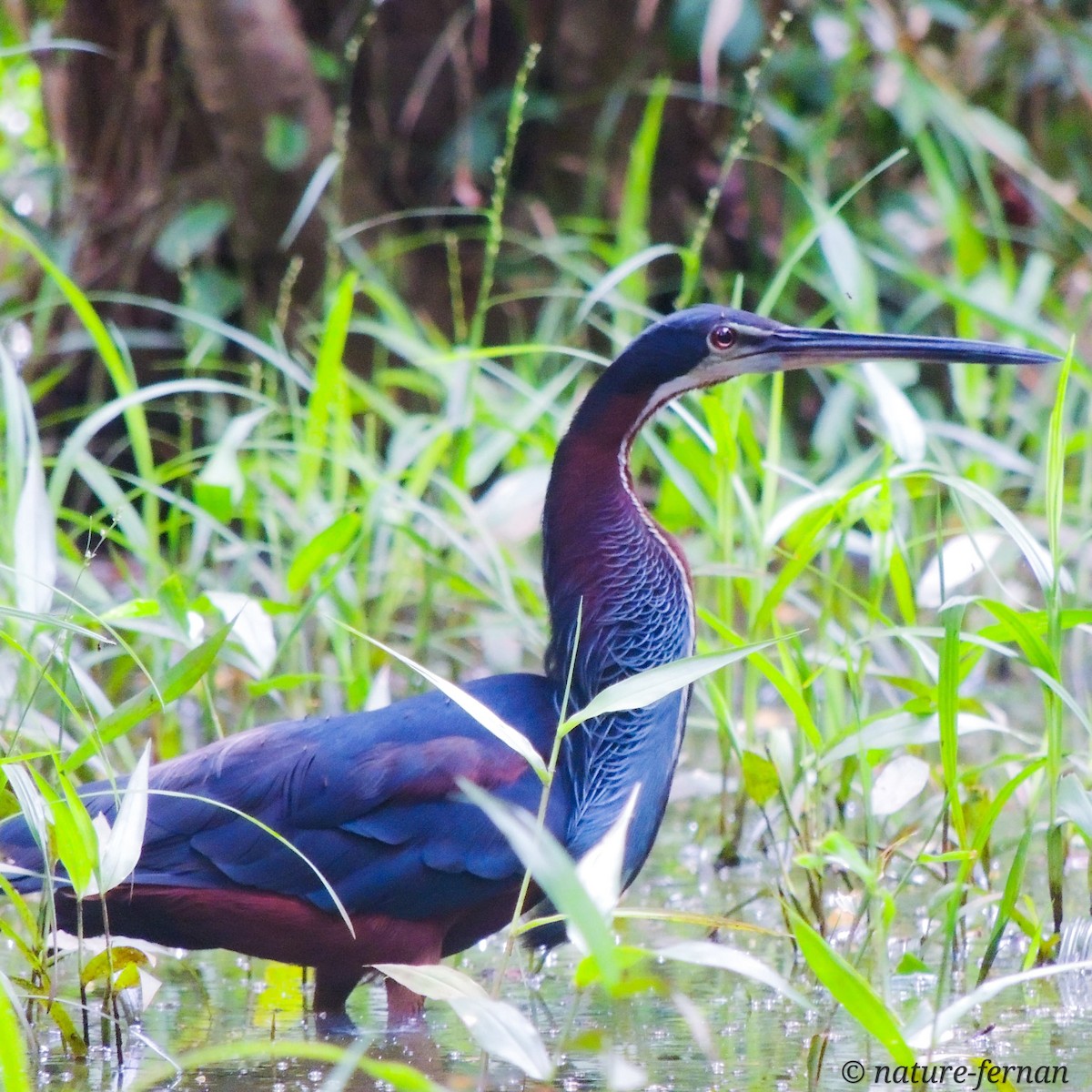 Agami Heron - ML624976553