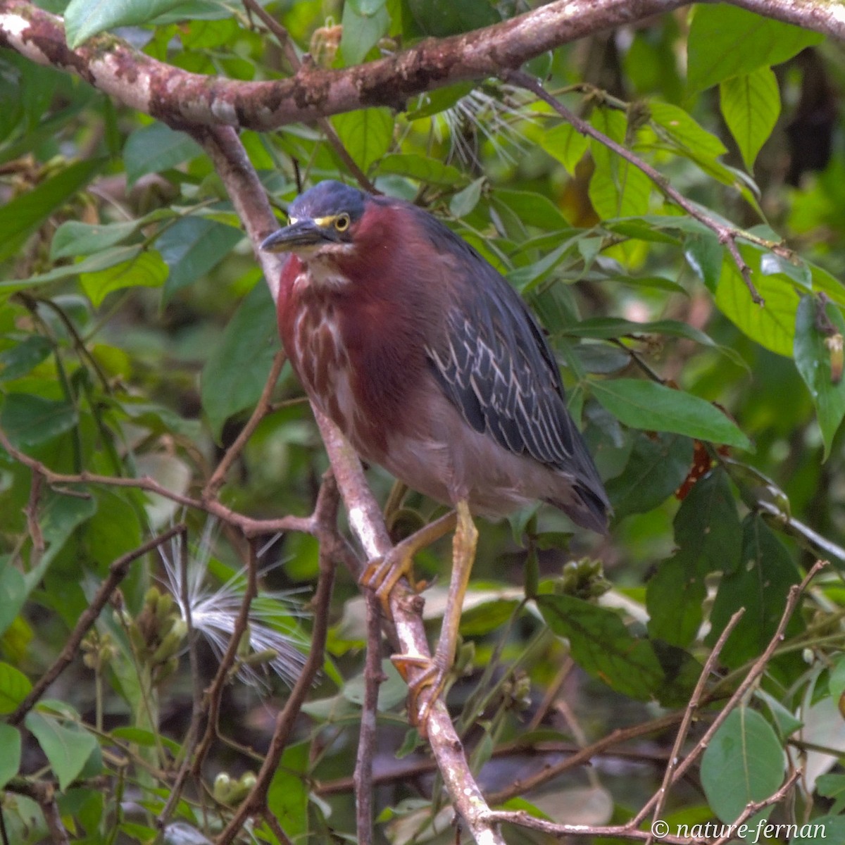 Green Heron - ML624976558