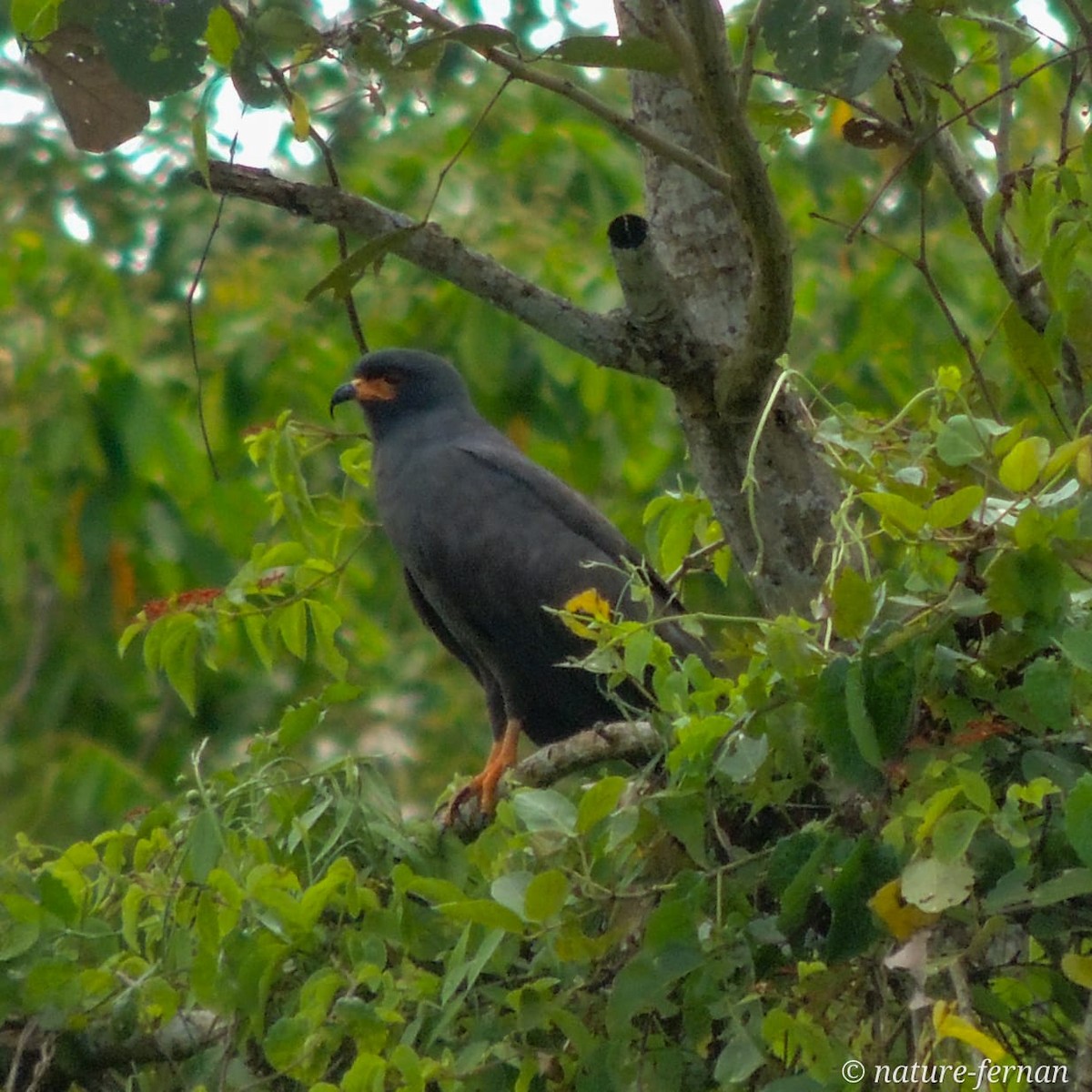 Snail Kite - ML624976589