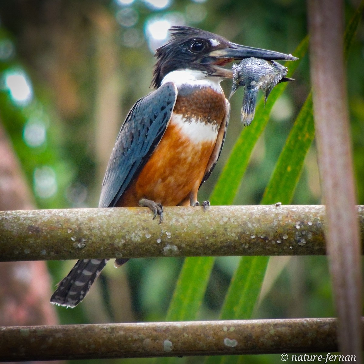 Ringed Kingfisher - ML624976594