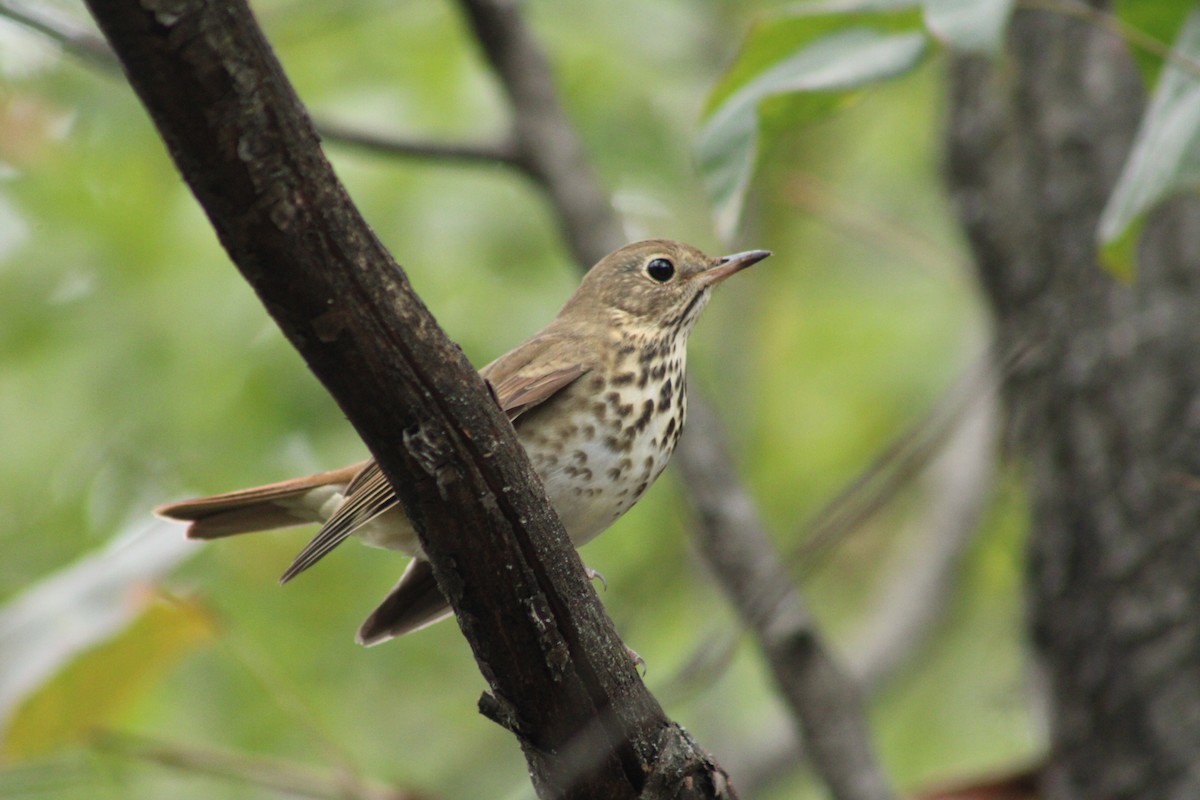 Hermit Thrush - ML624976716