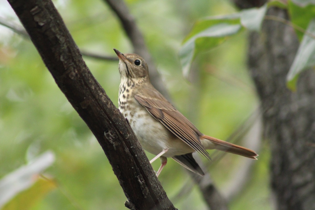 Hermit Thrush - ML624976717