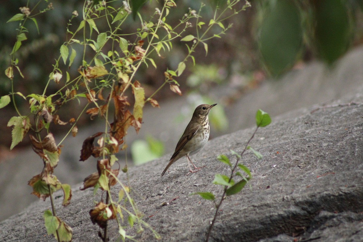 Hermit Thrush - ML624976718