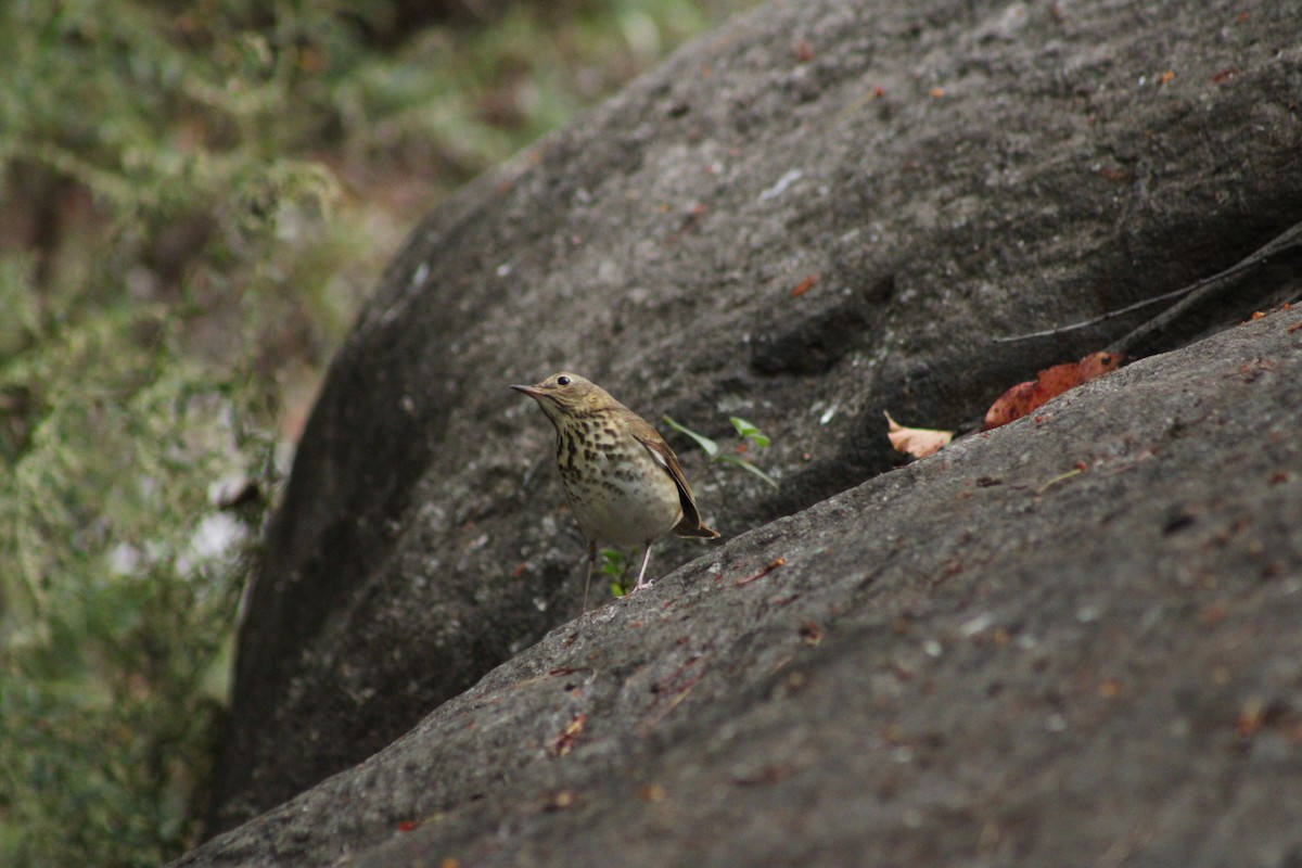 Hermit Thrush - ML624976719
