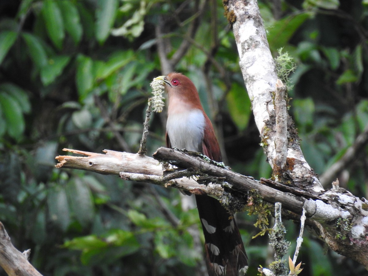 Common Squirrel-Cuckoo - ML624976752