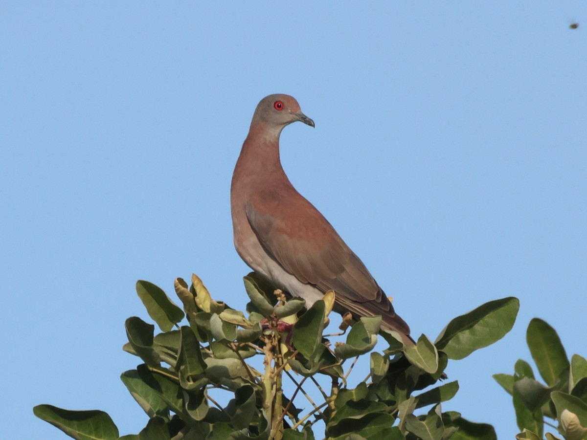 Pale-vented Pigeon - ML624976753