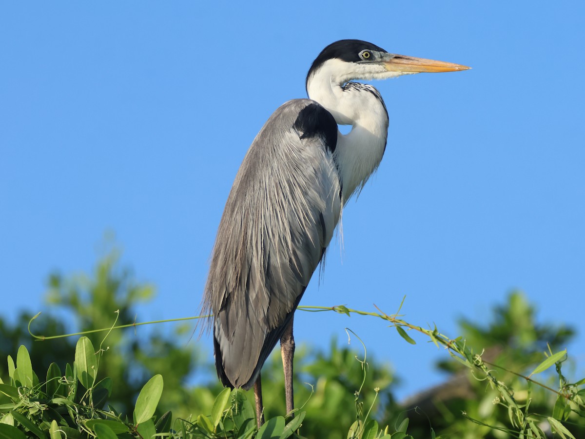 Cocoi Heron - ML624976795