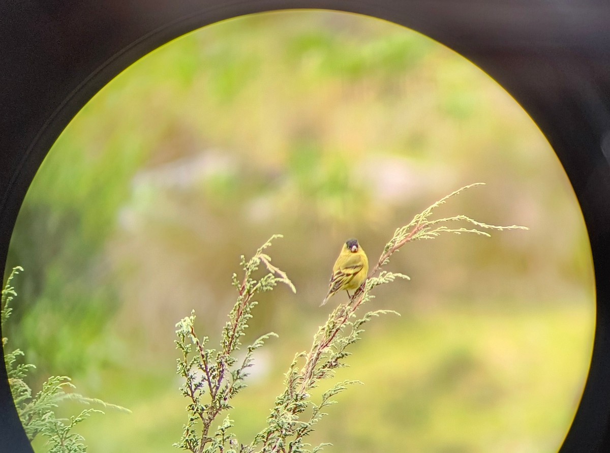 Black-capped Siskin - ML624976810