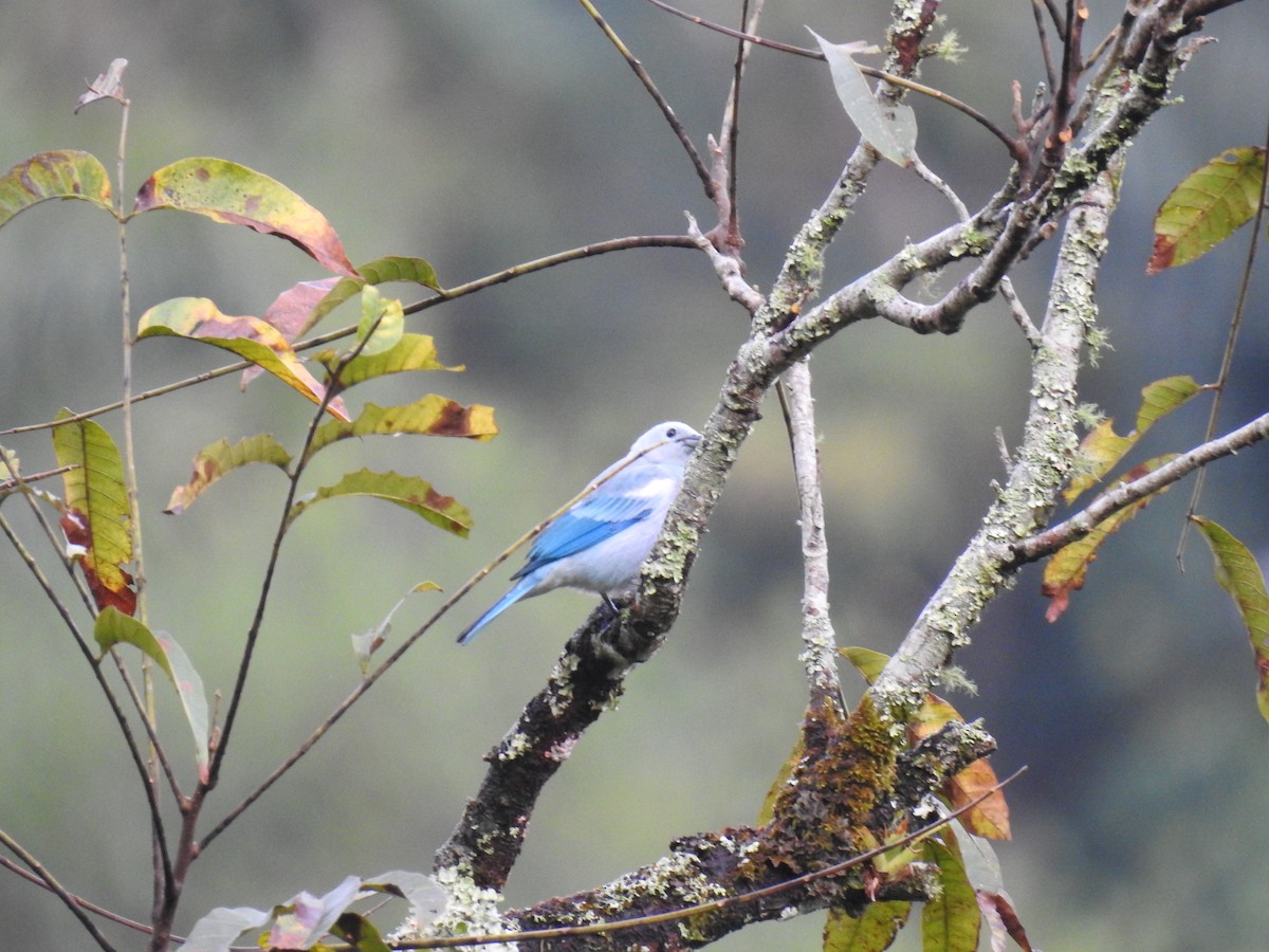 Blue-gray Tanager - ML624976832