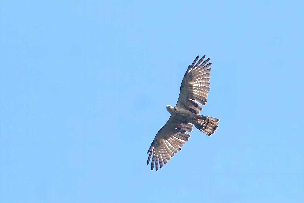 Philippine Honey-buzzard - ML624976847