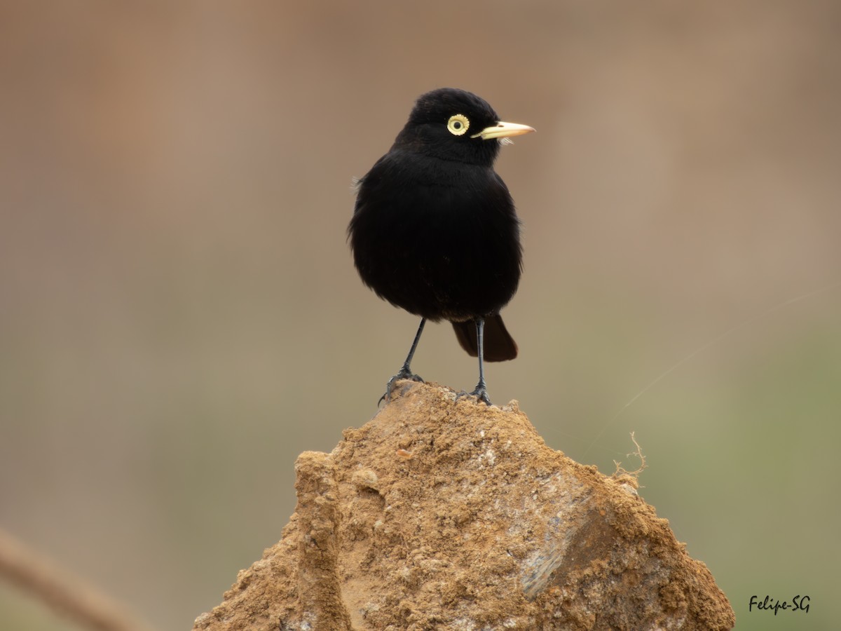 Spectacled Tyrant - ML624976923