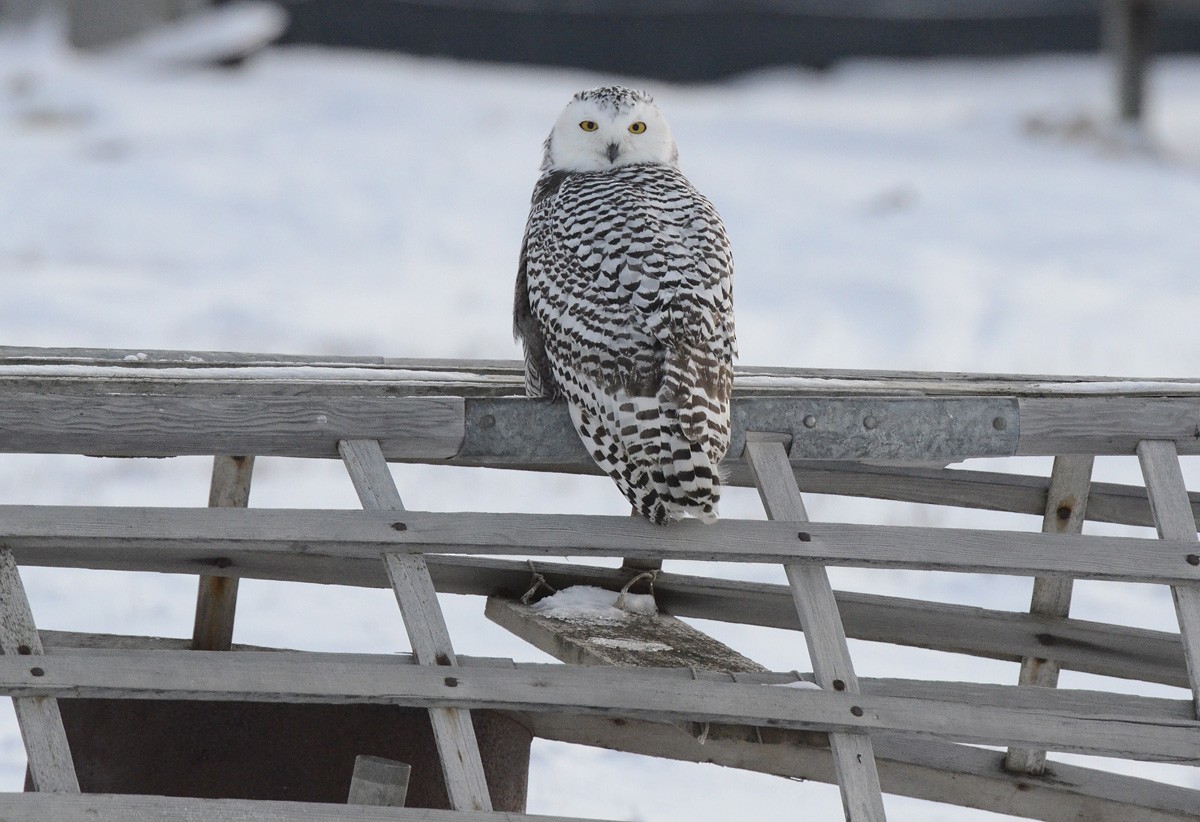 Snowy Owl - ML624976941