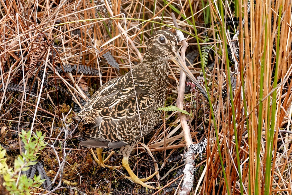 Fuegian Snipe - Benjamin Gallardo