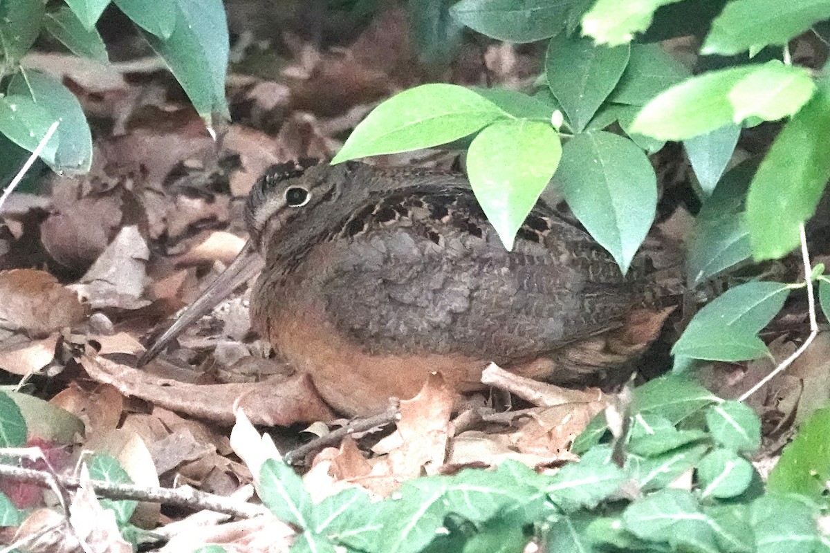American Woodcock - ML624977031