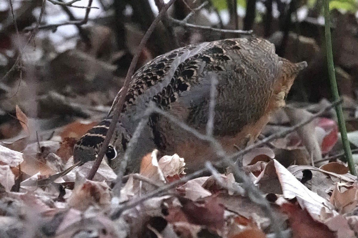 American Woodcock - ML624977032