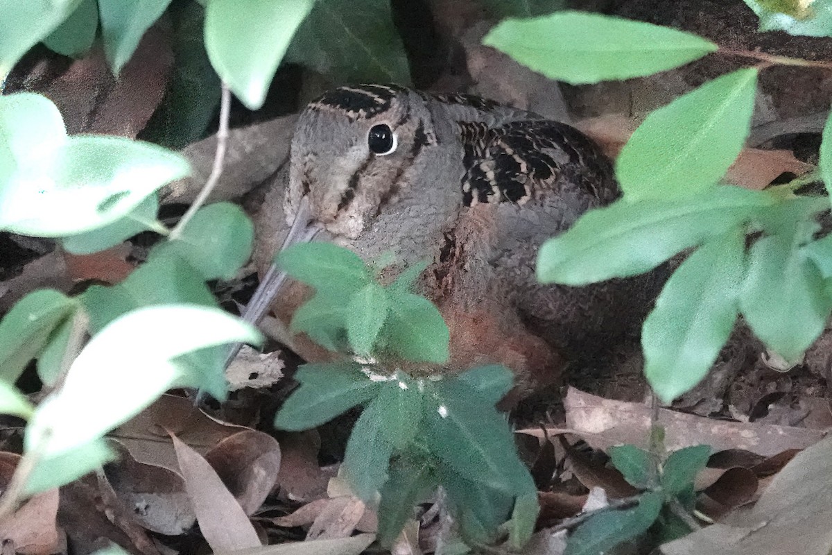 American Woodcock - ML624977033