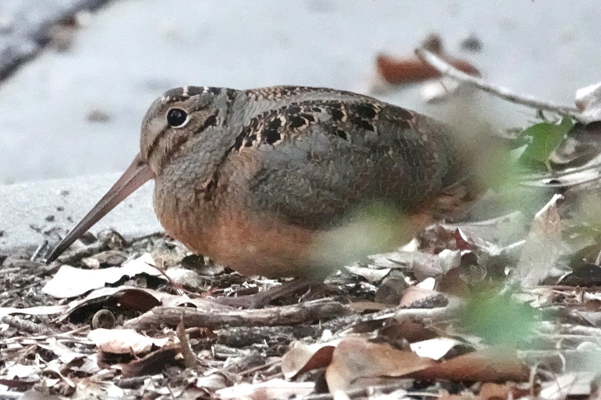 American Woodcock - ML624977035