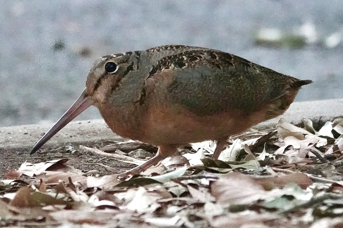 American Woodcock - ML624977036