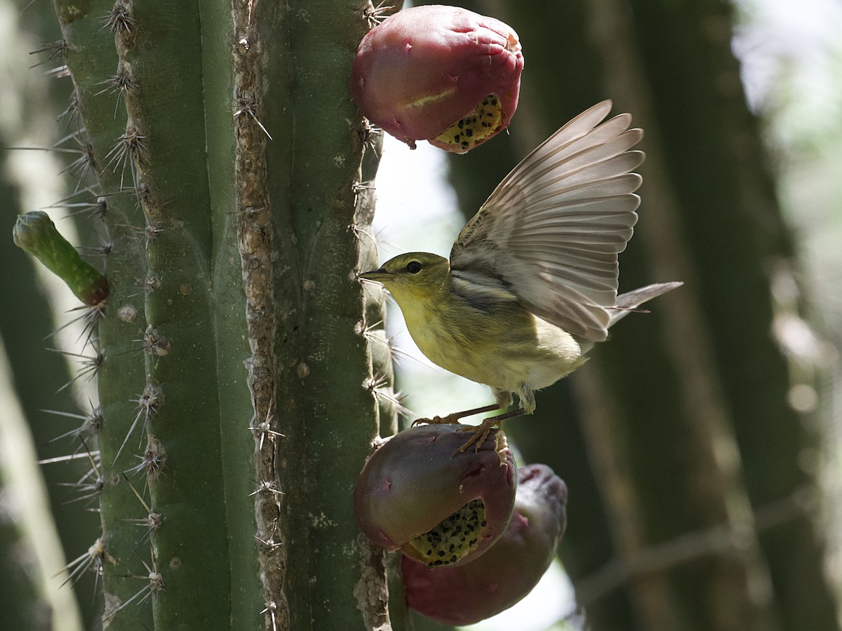 Blackpoll Warbler - Michael Tromp