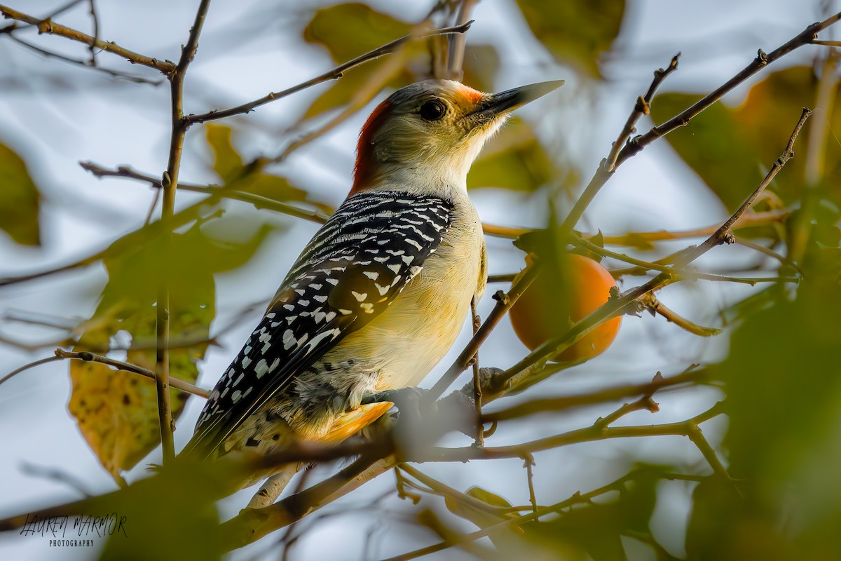 Red-bellied Woodpecker - ML624977128