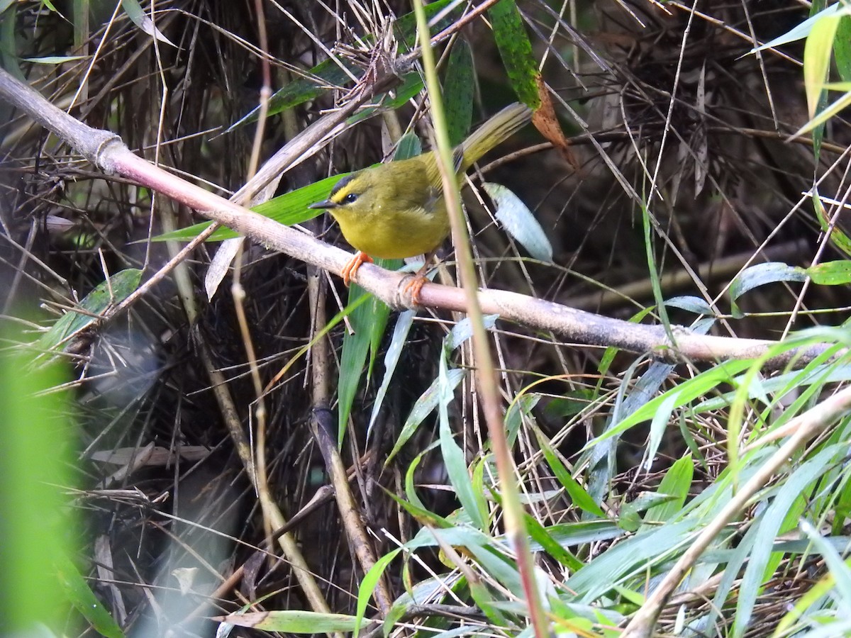Black-crested Warbler - ML624977287