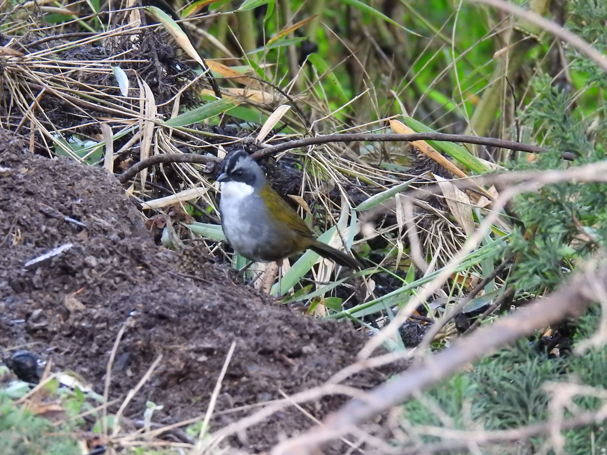 Gray-browed Brushfinch - ML624977342