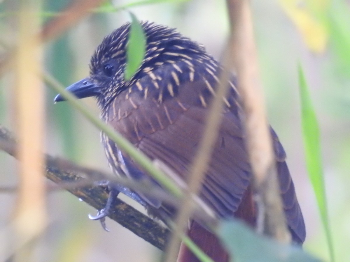 Flammulated Treehunter - ML624977470