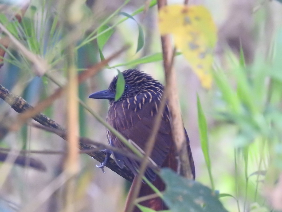 Flammulated Treehunter - ML624977471