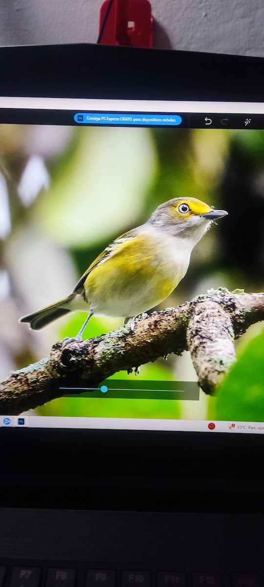 White-eyed Vireo - ML624977519