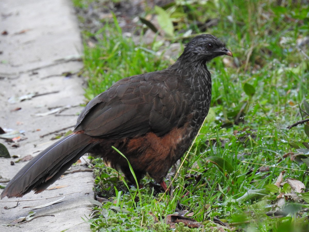 Andean Guan - ML624977551