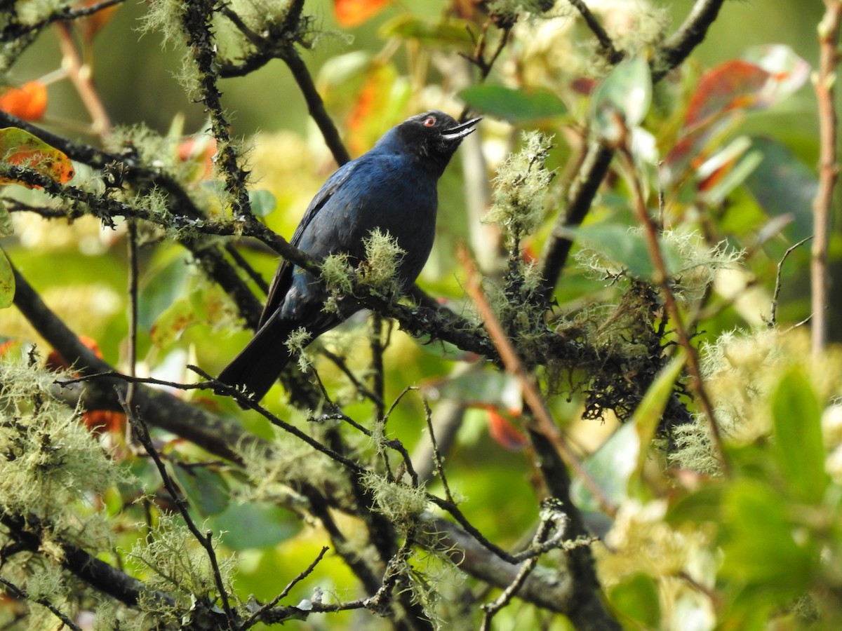 Masked Flowerpiercer - ML624977749