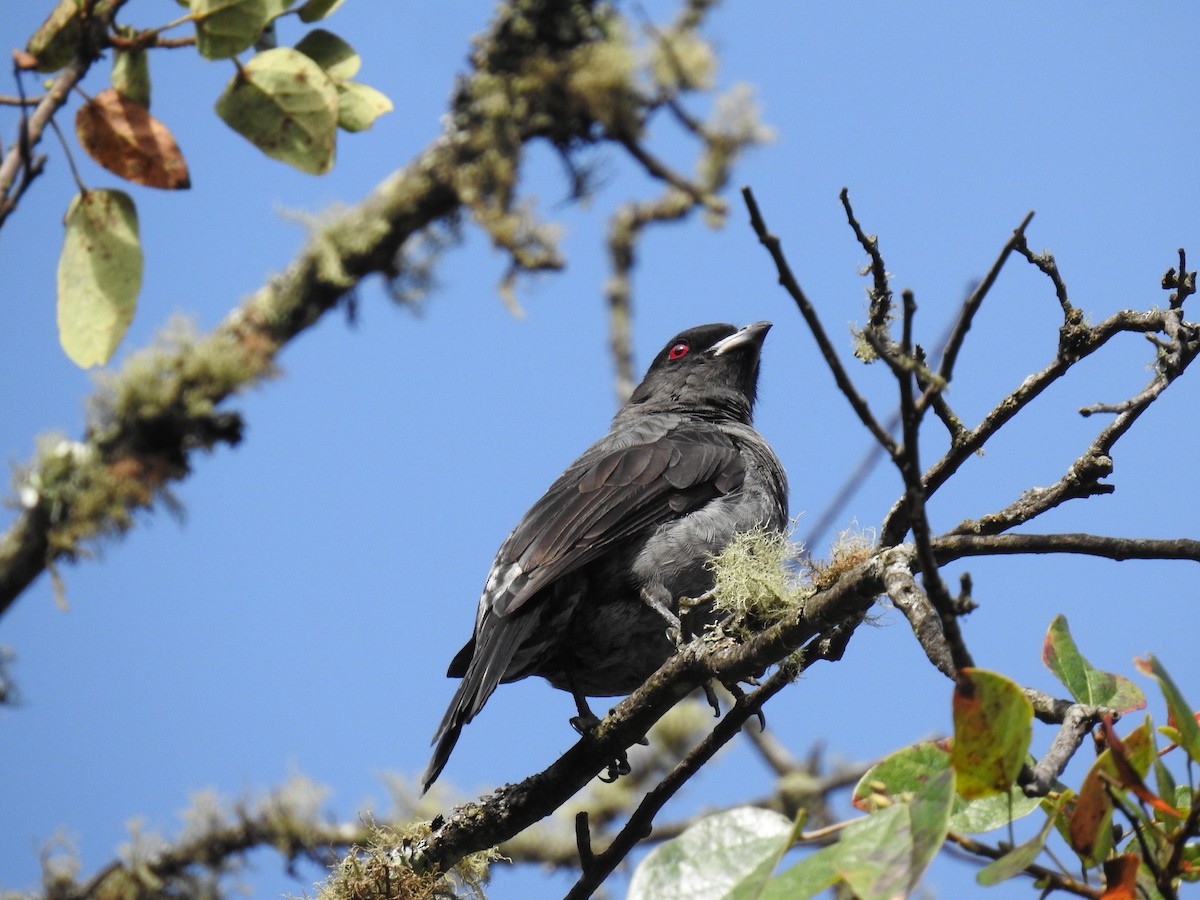Red-crested Cotinga - ML624977779