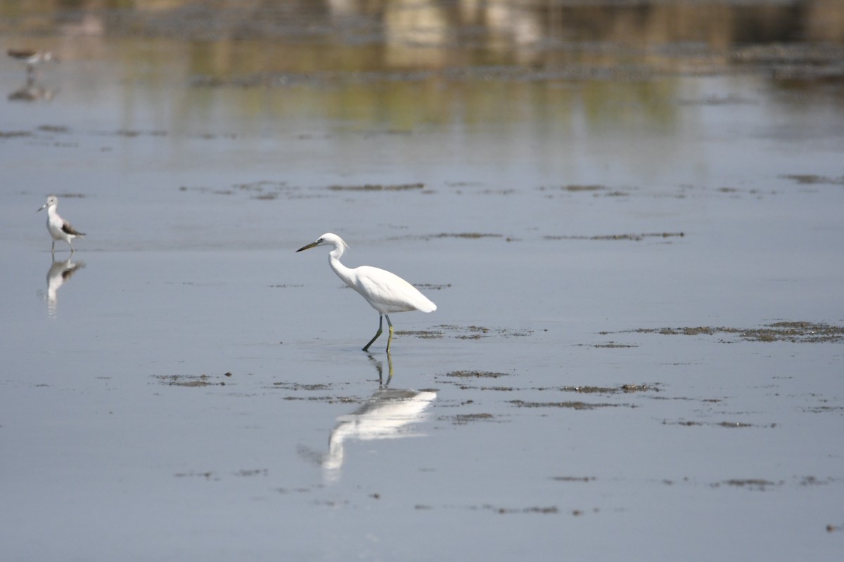 Chinese Egret - ML624977821