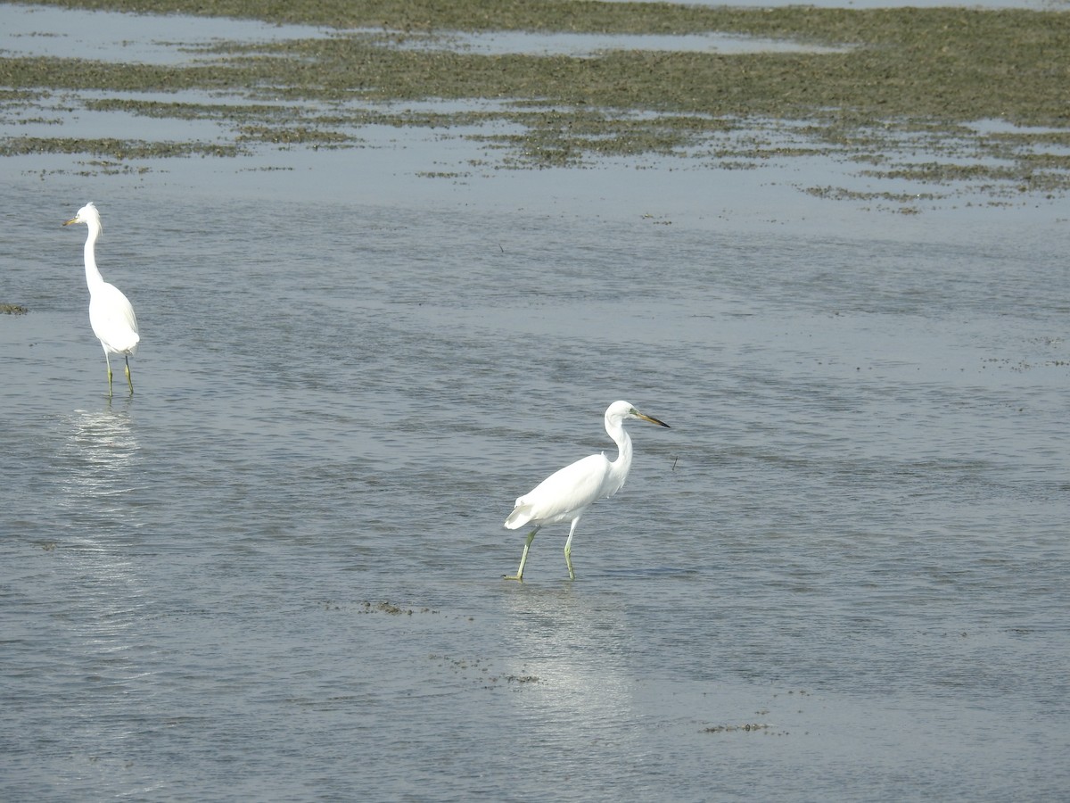 Chinese Egret - ML624977928