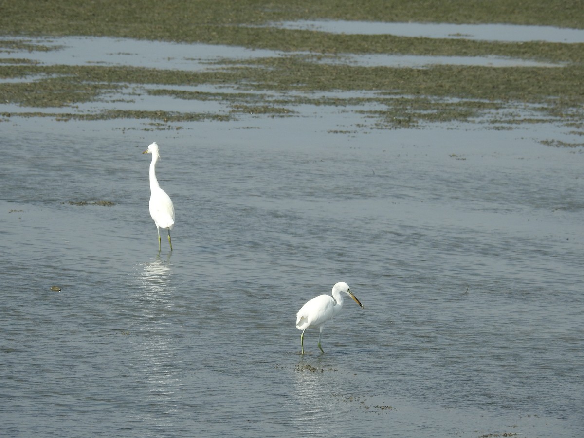 Chinese Egret - ML624977929