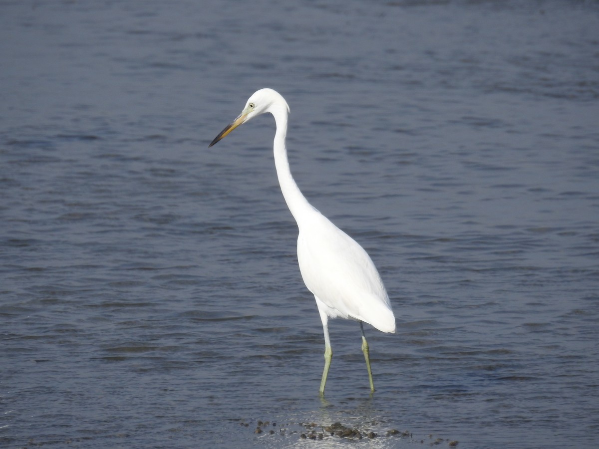 Chinese Egret - ML624977930