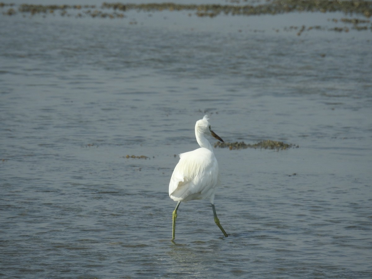 Chinese Egret - ML624977932