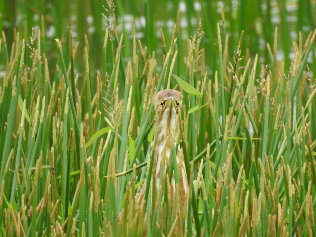 American Bittern - ML624977958