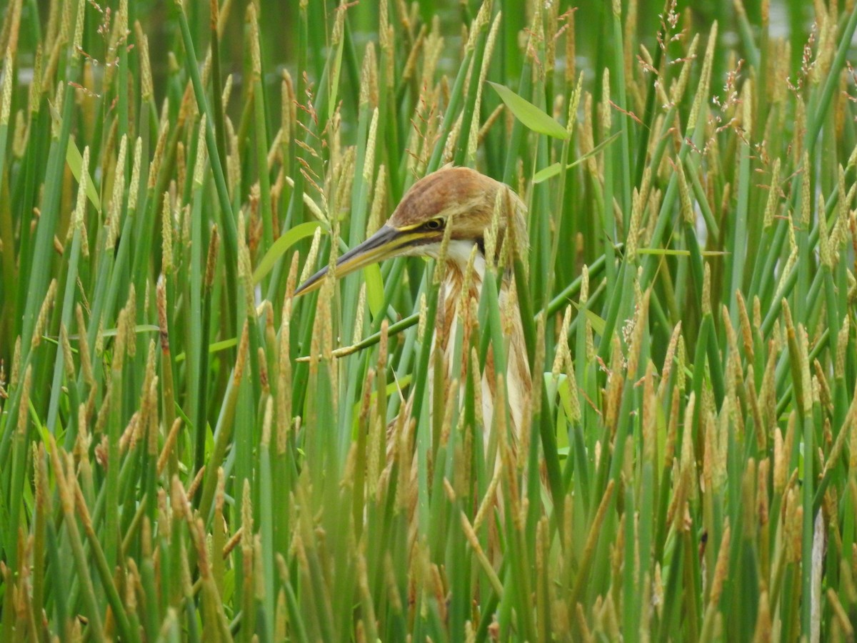 American Bittern - ML624977959