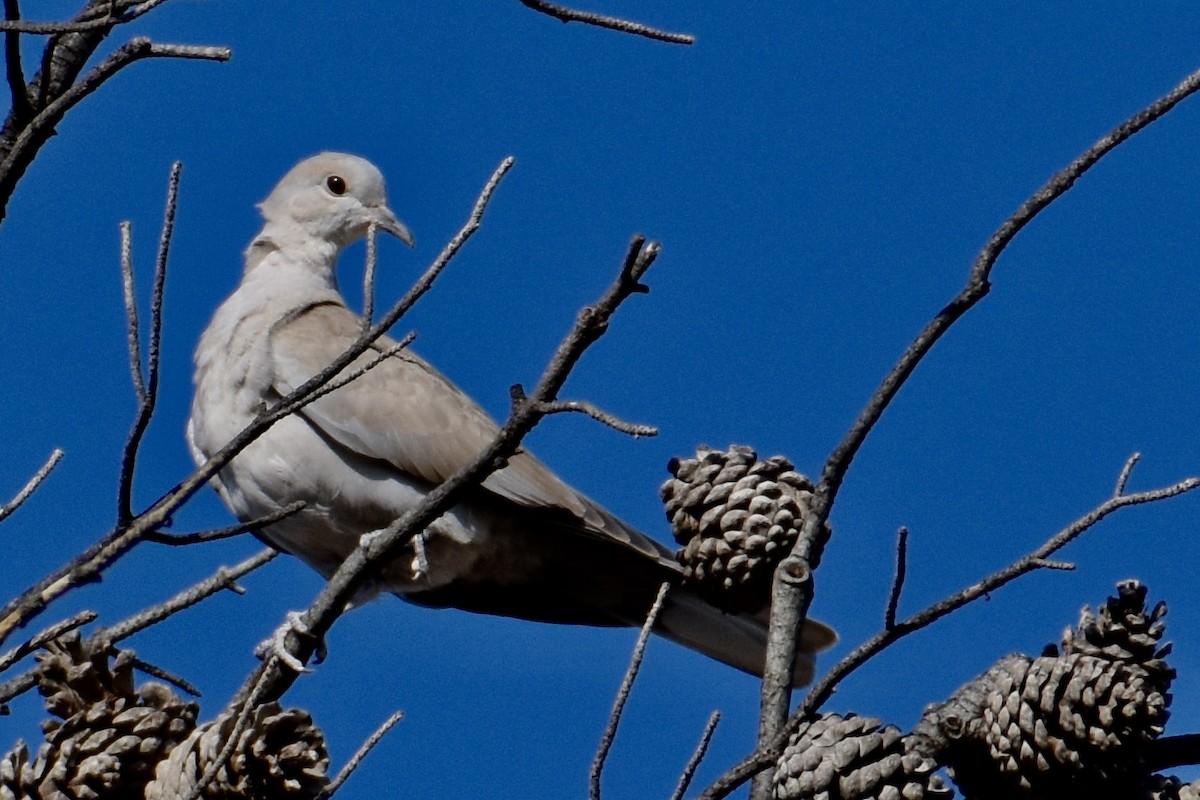 Eurasian Collared-Dove - ML624977960