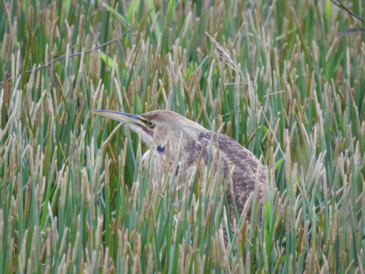 American Bittern - ML624977961