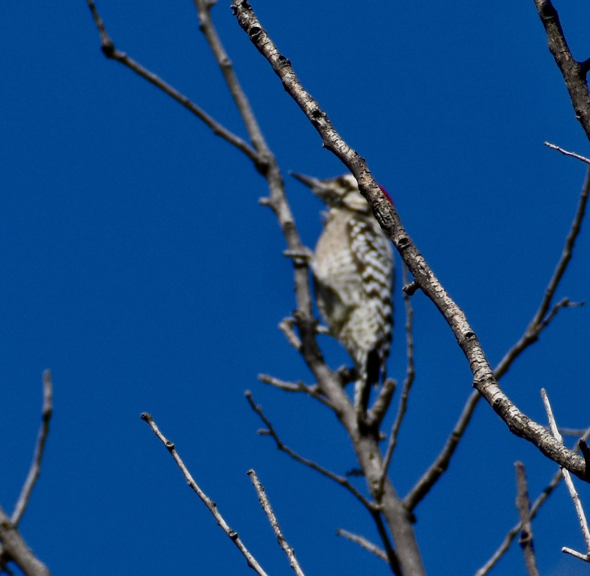 Ladder-backed Woodpecker - ML624977979