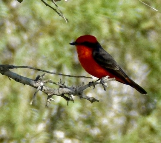 Vermilion Flycatcher - ML624977991