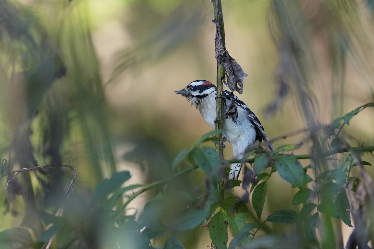 Downy Woodpecker - ML624978022