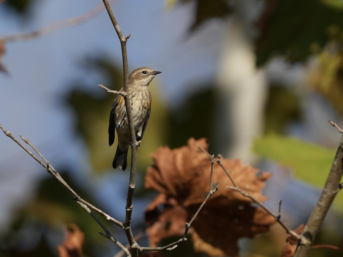Yellow-rumped Warbler - ML624978035
