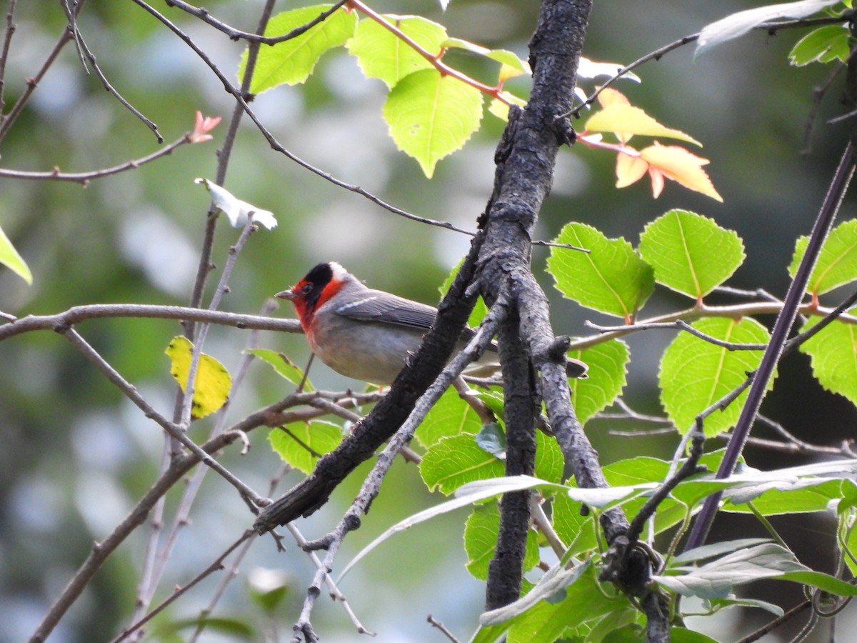 Red-faced Warbler - ML624978049