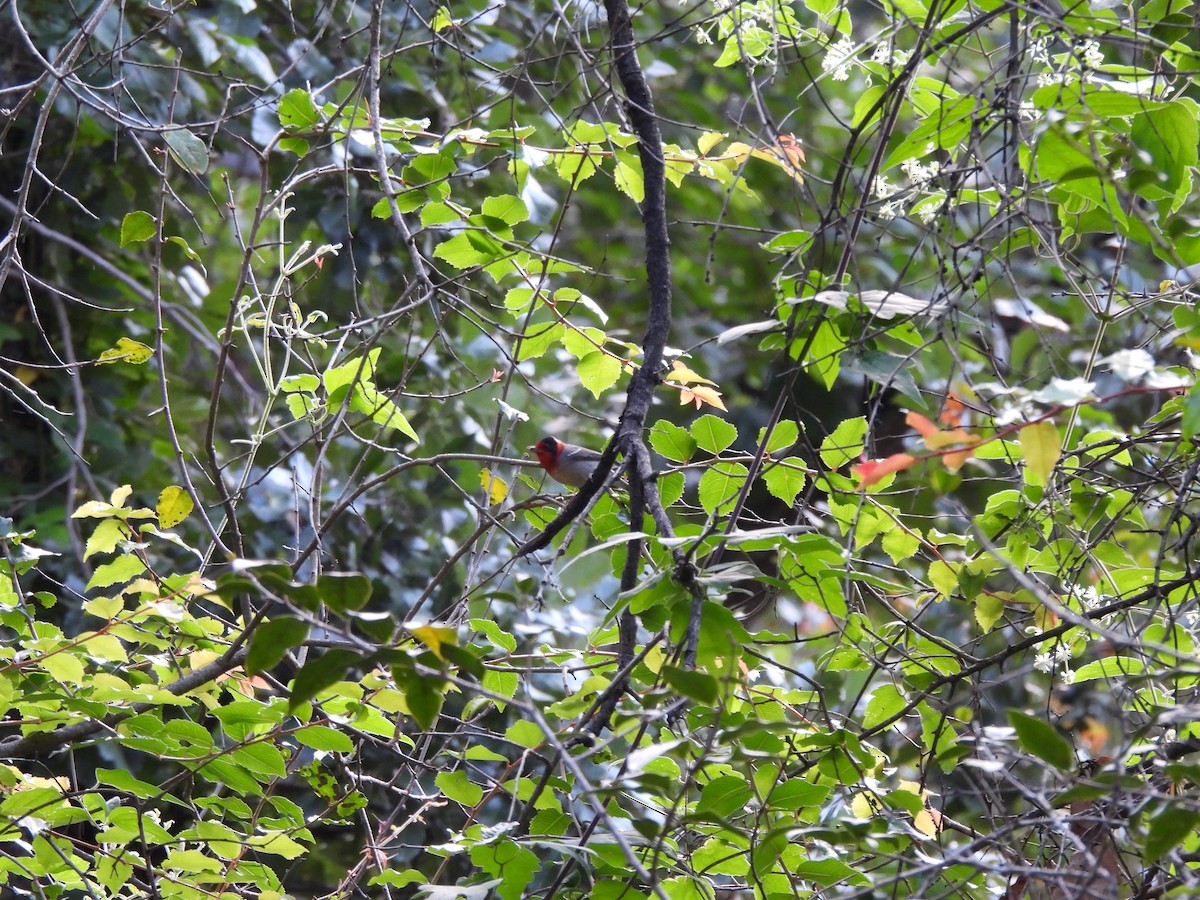 Red-faced Warbler - ML624978052