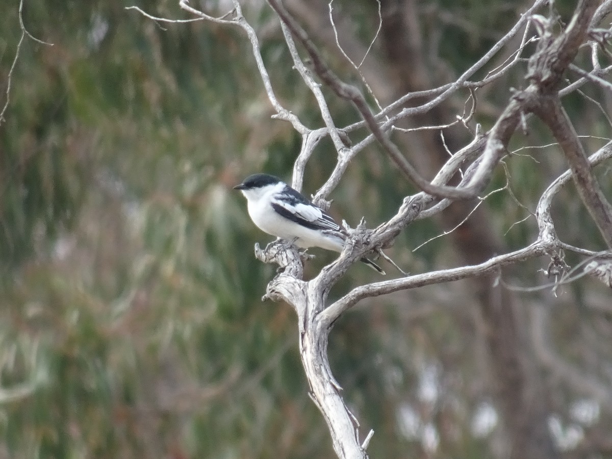 White-winged Triller - ML624978059